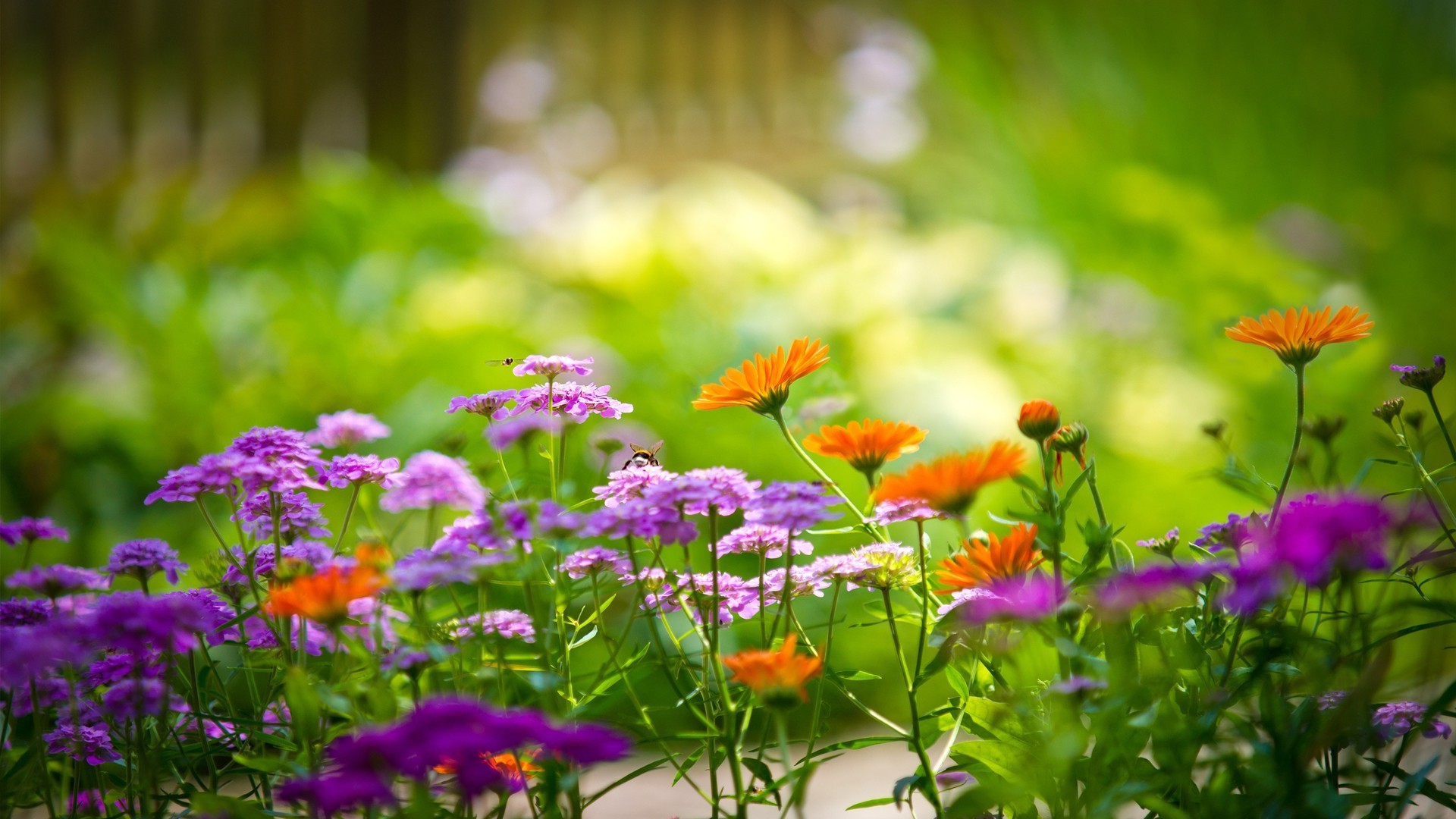 fleurs jardin fleur nature flore été feuille champ herbe floral croissance couleur foin saison bluming lumineux pétale pelouse parc belle