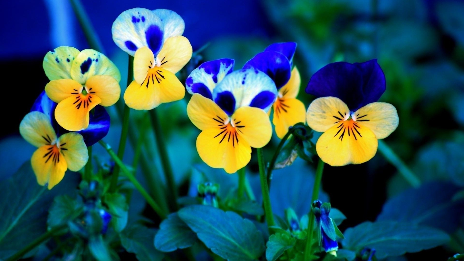 flowers flower floral pansy nature garden leaf blooming flora petal color violet viola bright