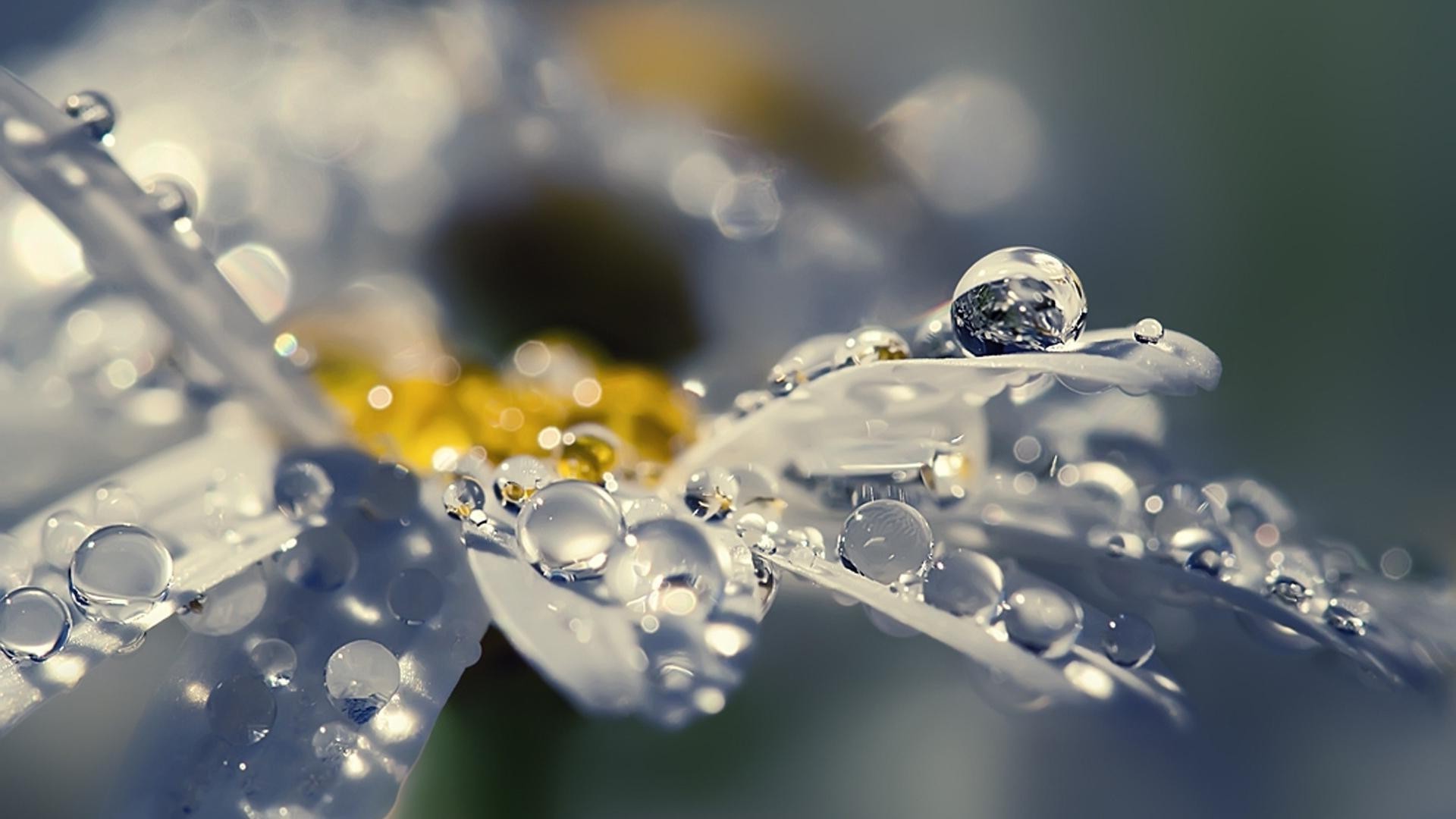 nahaufnahme tropfen regen wasser klar nass tau tropfen sauber sauber natur kalt flüssigkeit blase schließen desktop frische farbe winter sauber flora