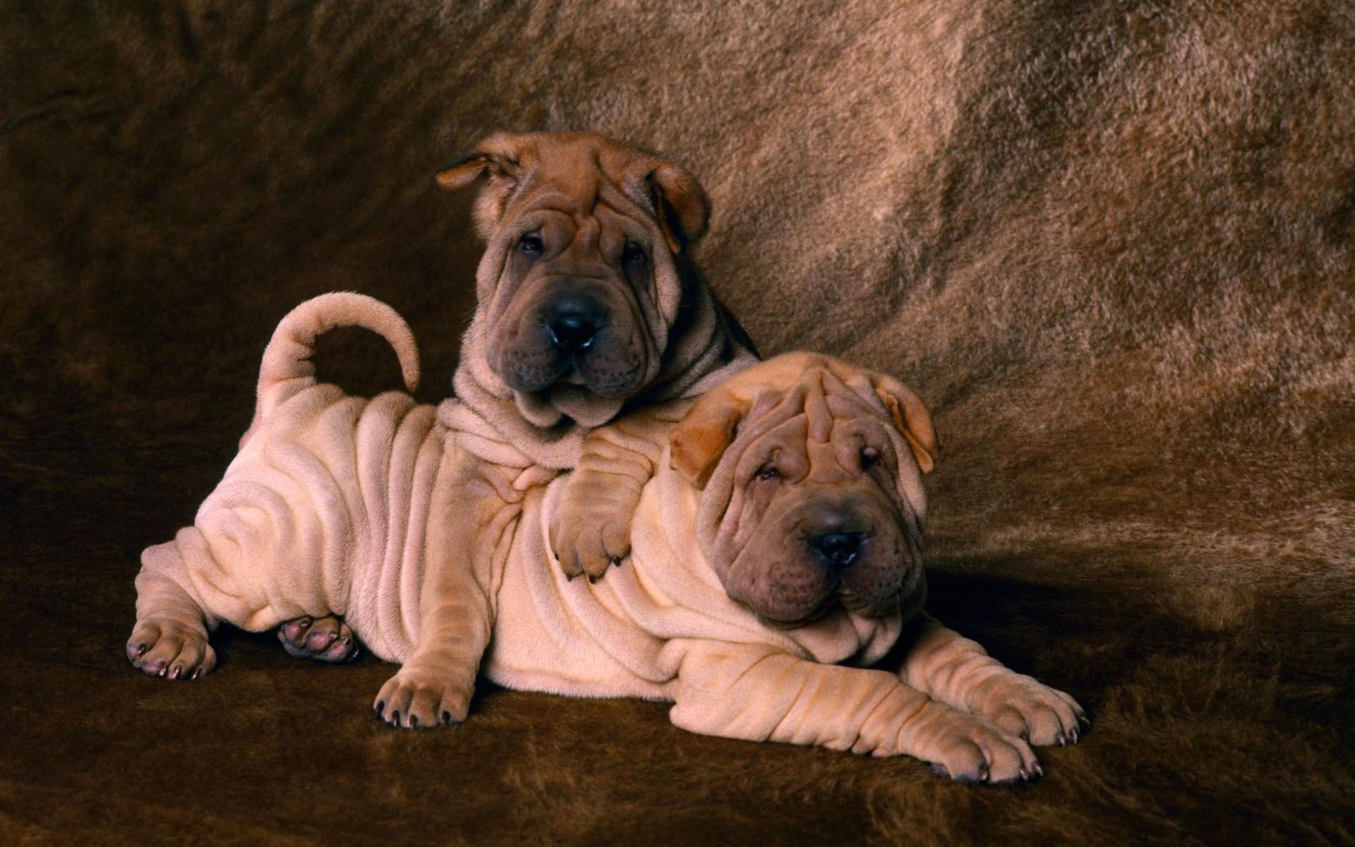 perros perro mamífero retrato perro mascota solo cachorro lindo