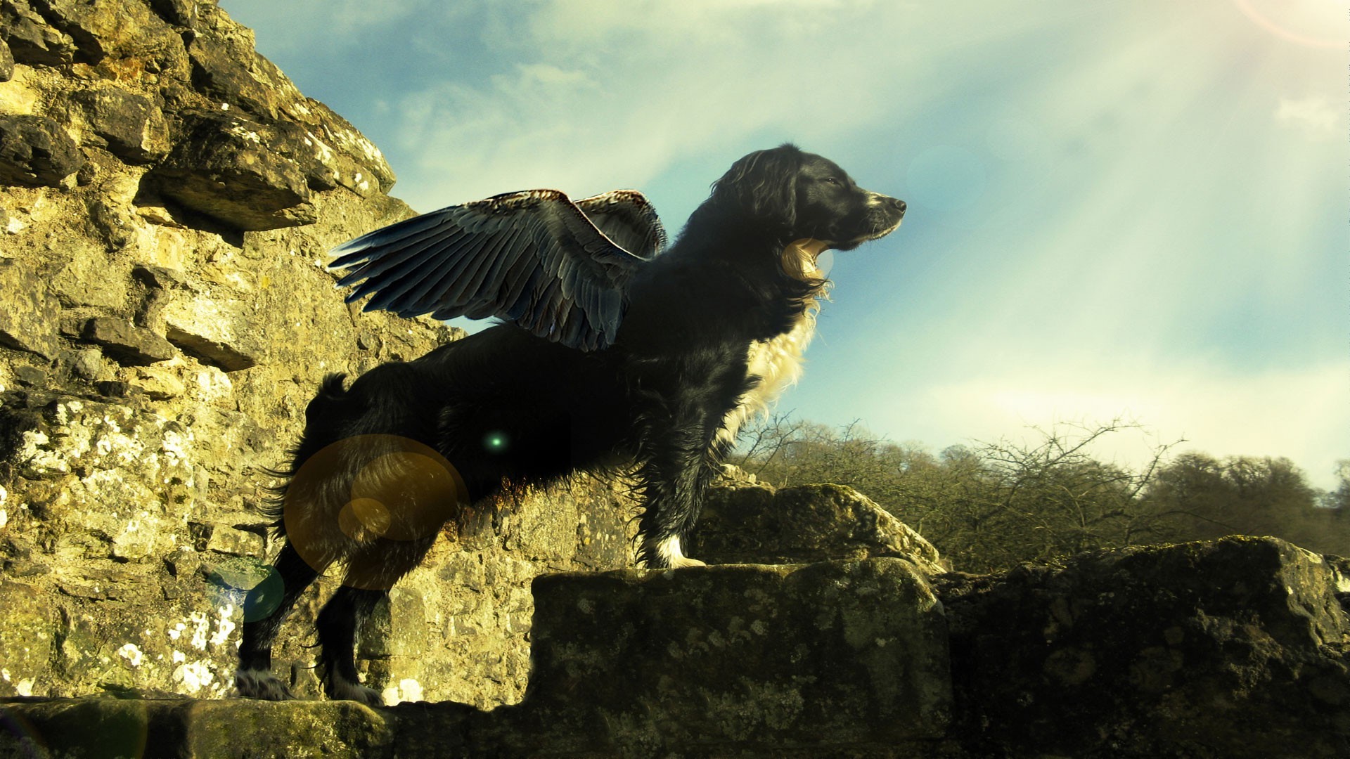 magische tiere säugetier eins tier im freien seitenansicht vogel tageslicht zwei natur