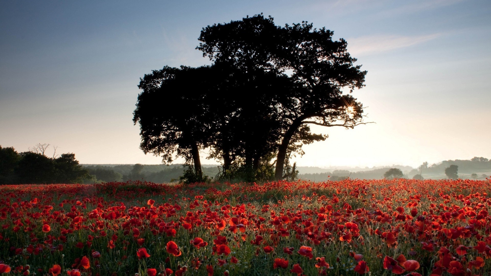 krajobrazy poppy krajobraz kwiat pole drzewo ziemia uprawna sianokosy rolnictwo na zewnątrz park