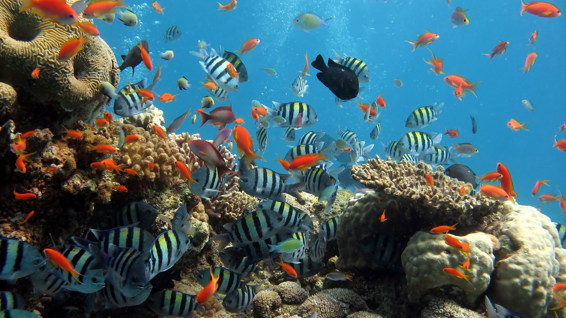 mar y océano submarino peces coral acuario arrecife océano tropical marino mar natación buceo acuático peces de colores agua buceo naturaleza exótico ecosistema vida silvestre profundo