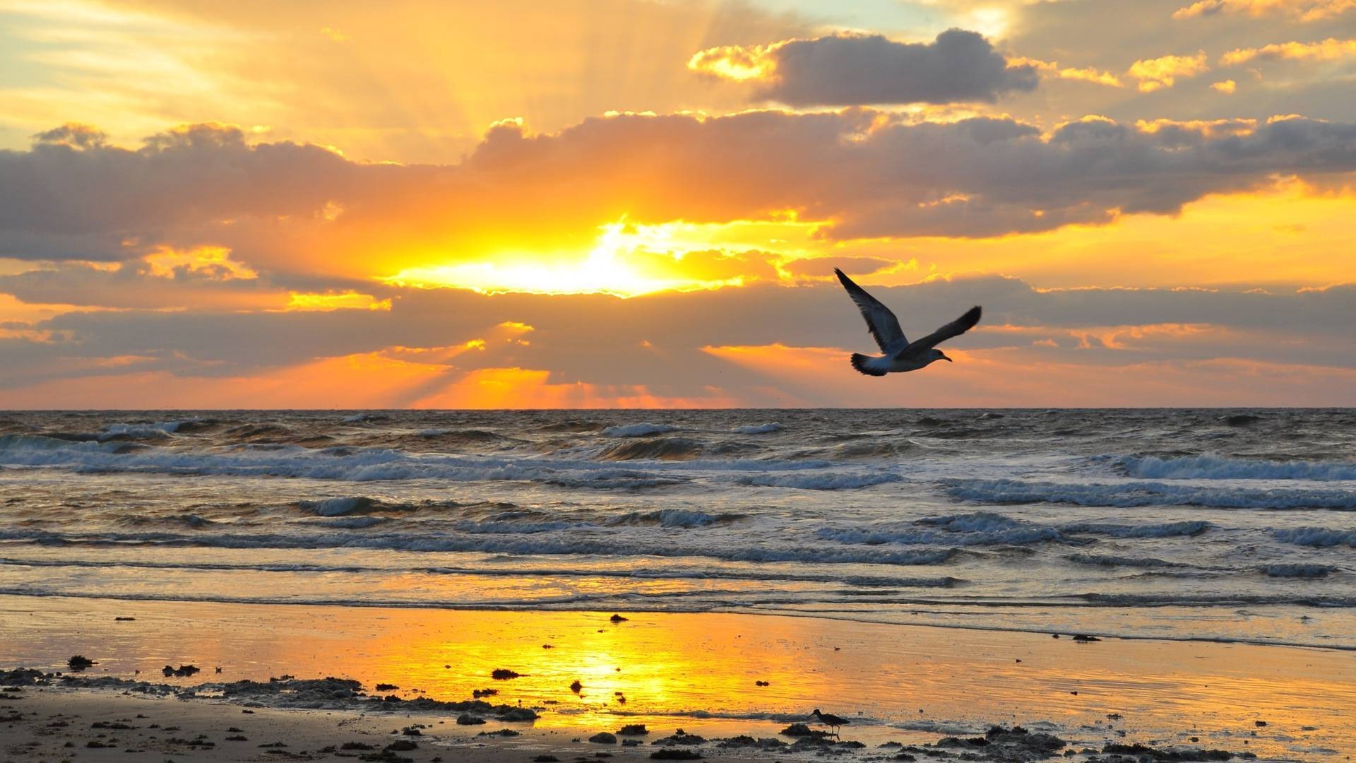 animais pôr do sol água sol amanhecer mar praia oceano crepúsculo céu bom tempo noite surf verão areia