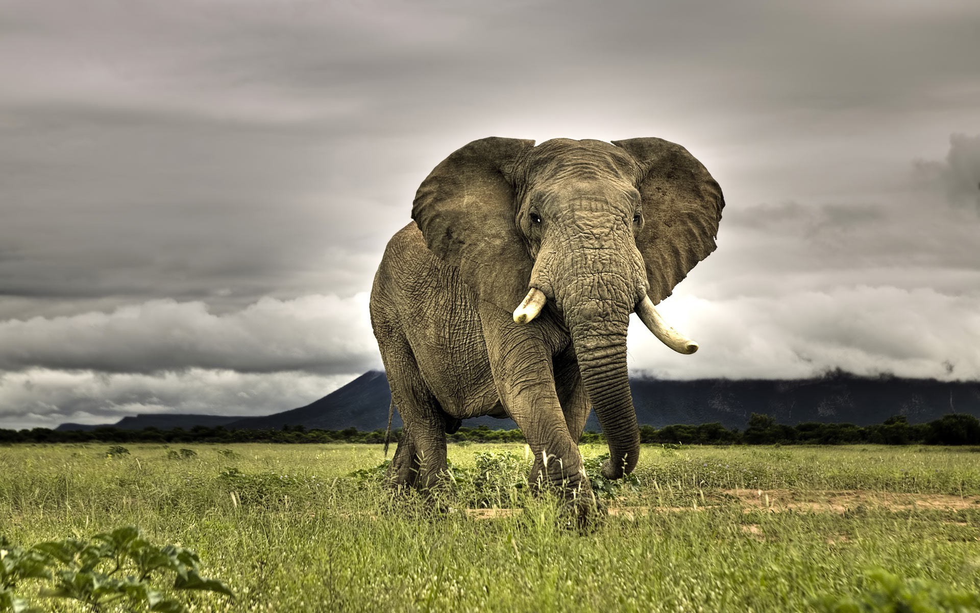 слоны слон дикой природы млекопитающее животное трава природа сафари дикий африканский слон пастбища на открытом воздухе