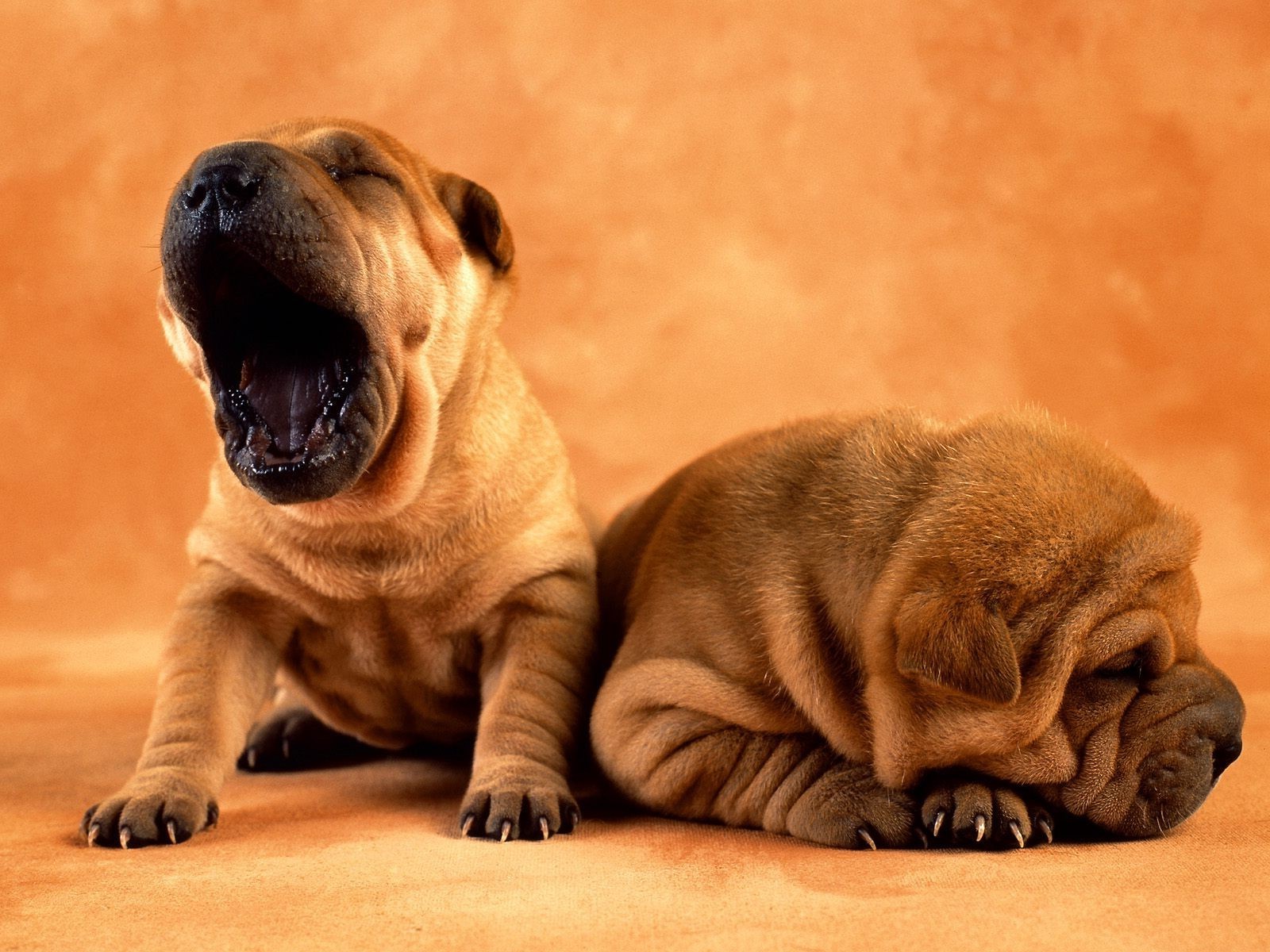 cani cane canino mammifero ritratto animale domestico cucciolo carino animale studio uno razza toro moska purosangue adorabile divertente