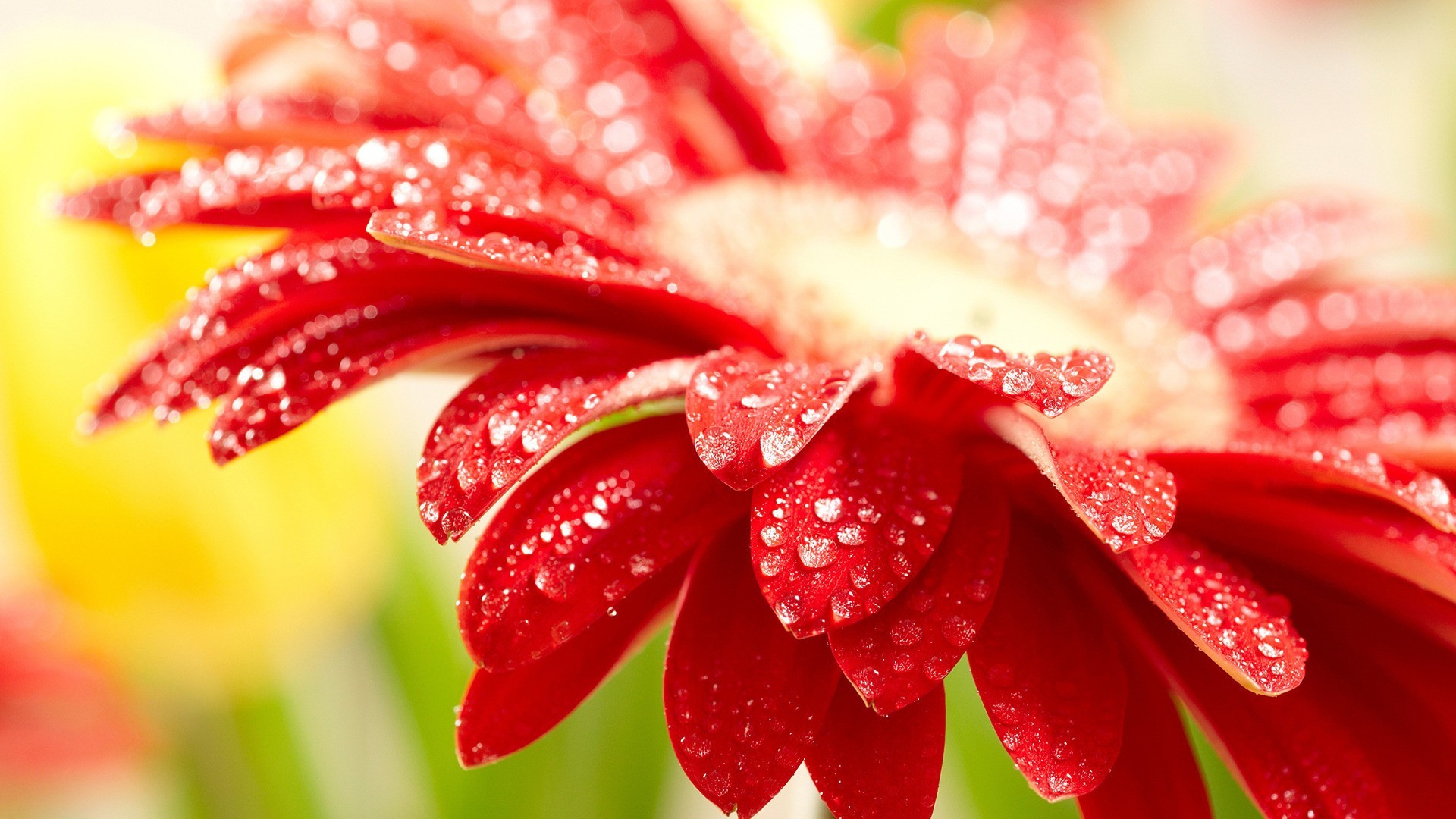 closeup nature dew summer flower flora beautiful leaf bright color close-up garden