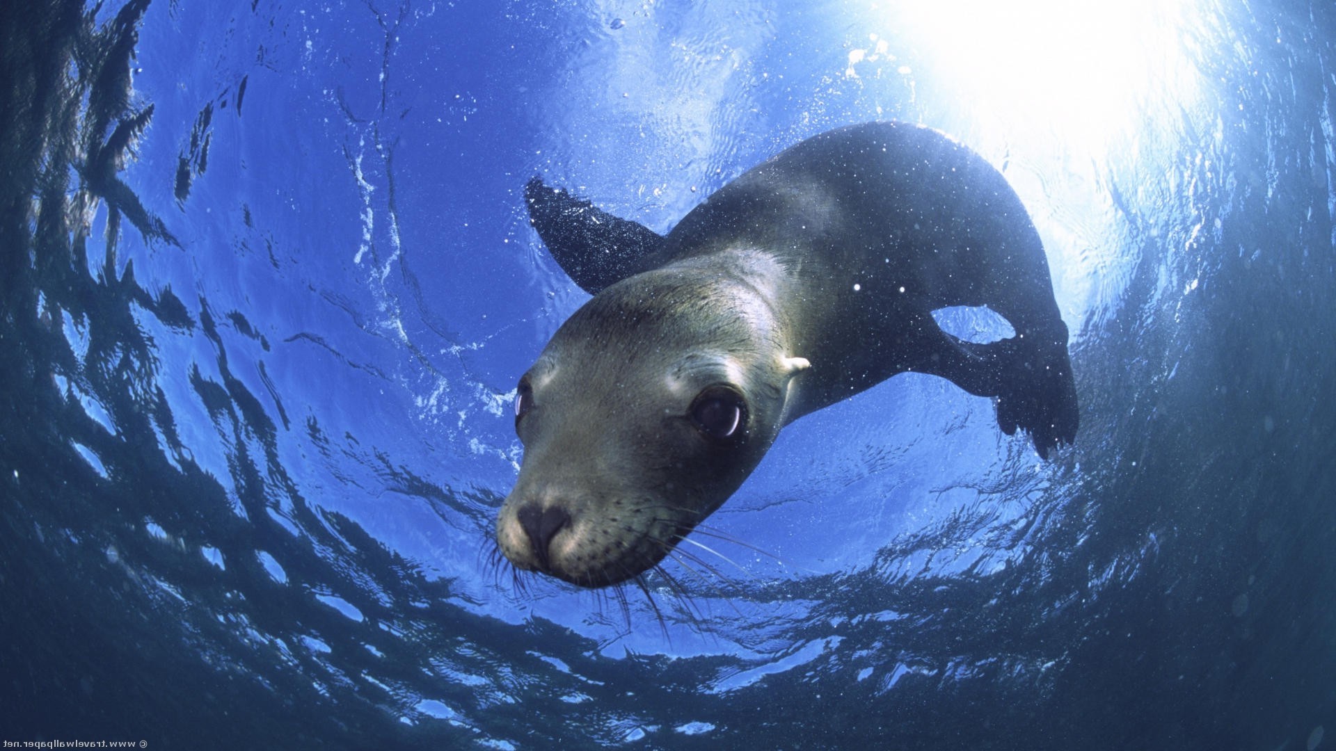 zwierzęta podwodne wody ocean morze morskie pływanie ryby dzikie wodne pojedyncze