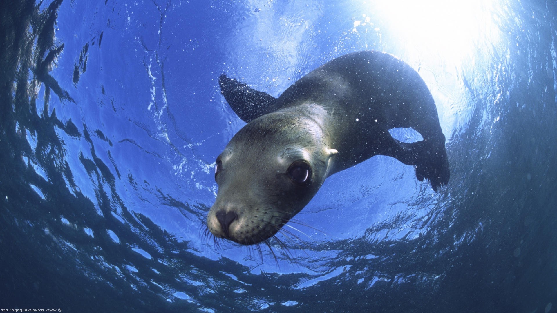 животные подводный воды океан море морской плавание рыбы дикой природы водный один