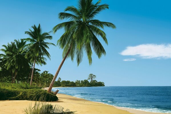 The sea coast of a tropical island with palm trees