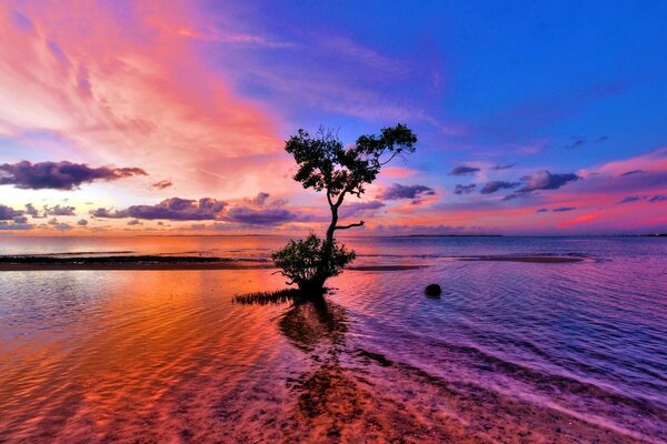 Un arbre solitaire au milieu de l eau