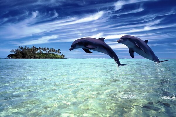 A pair of dolphins dive together in the waters of the ocean