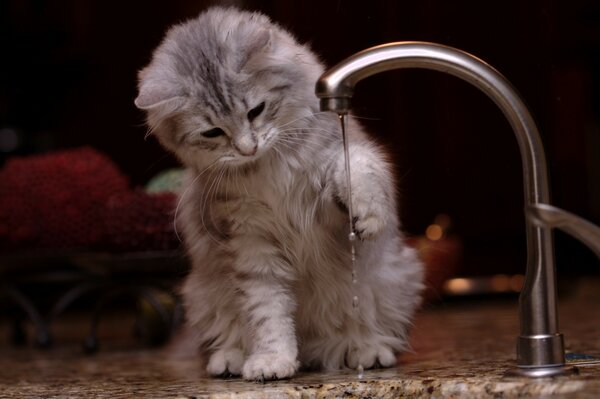 Ein graues Kätzchen, wie es von einem Rinnsal Wasser gespielt wird, das aus dem Wasserhahn läuft