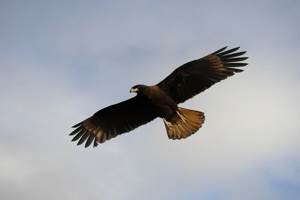 Grand oiseau de proie dans le ciel