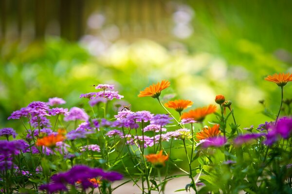 Lila Blüten. Der Garten Ihrer Träume