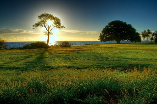 A few trees standing alone in a green clearing