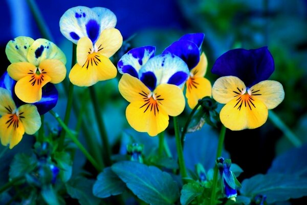 Pansies close-up on a blurry background