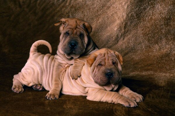 Portrait de chiots mignons de race Shar Pei