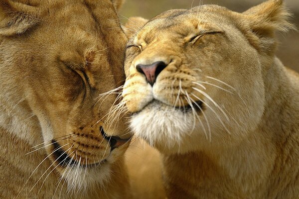 Familia enamorada de hermosos leones
