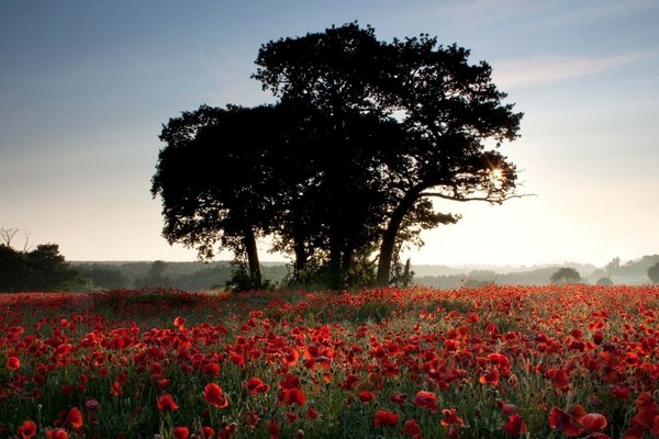 Paisaje de un hermoso campo de flores