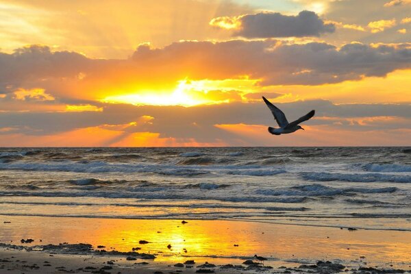 El pájaro vuela en medio de la puesta de sol y el mar