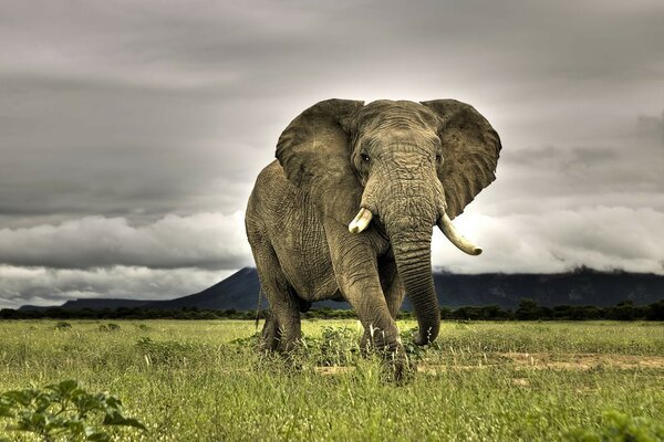 Ein riesiger afrikanischer Elefant schreitet durch die Savanne