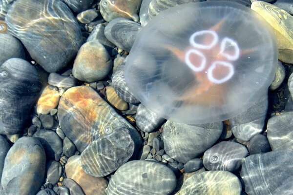 Mer océan, nature sur la mer