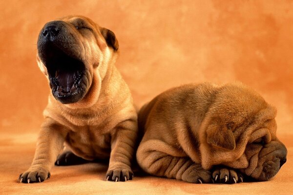 Dois filhotes de Sharpei e um boceja