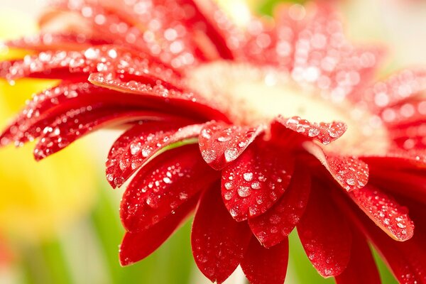 Summer flower close-up with dew drops