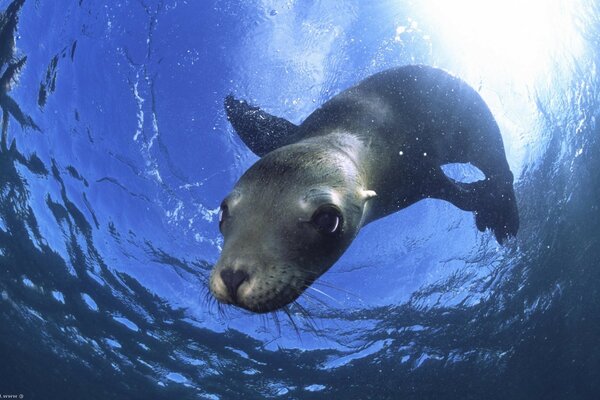 Sea lion dives under the water