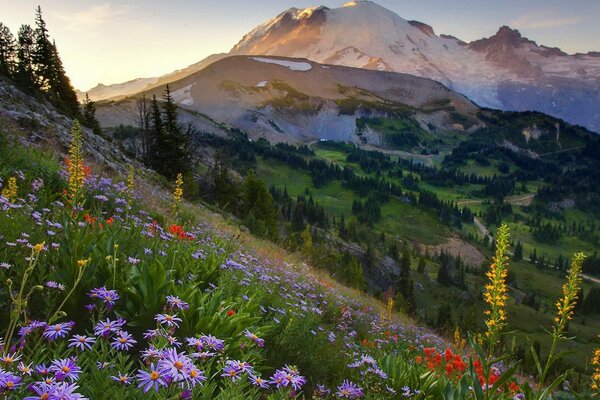 Sunset on a flower meadow in the mountains