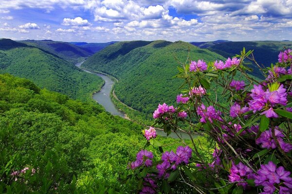 The valley of the river among the hills and pink flowers