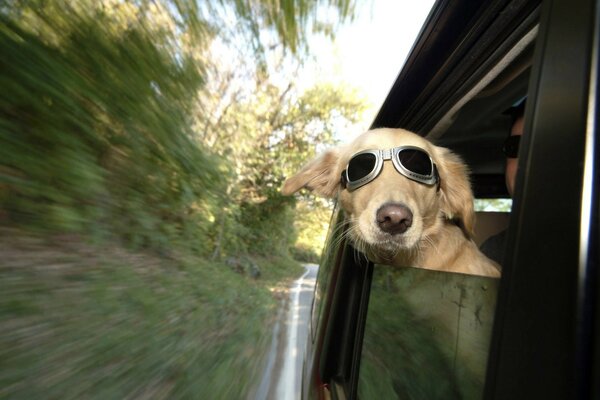 Ein Hund mit Brille schaut aus dem Autofenster