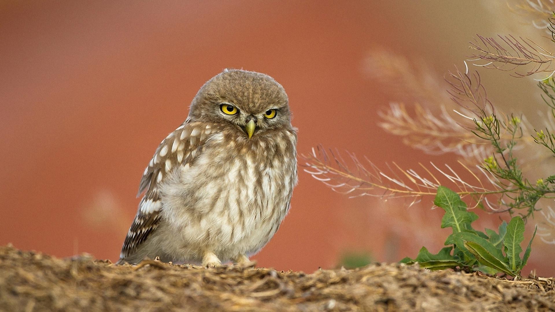 tiere natur tierwelt vogel im freien wild