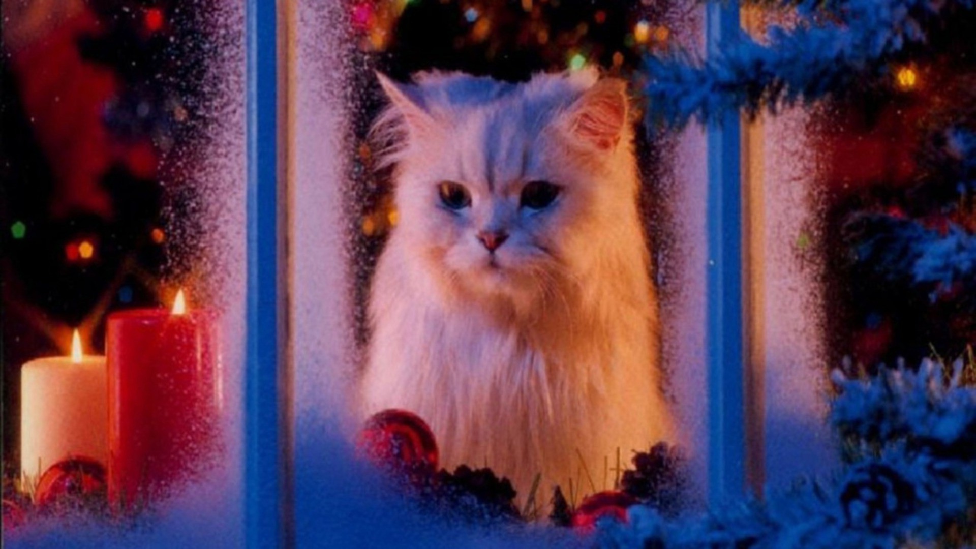 kediler kedi portre noel bir sevimli