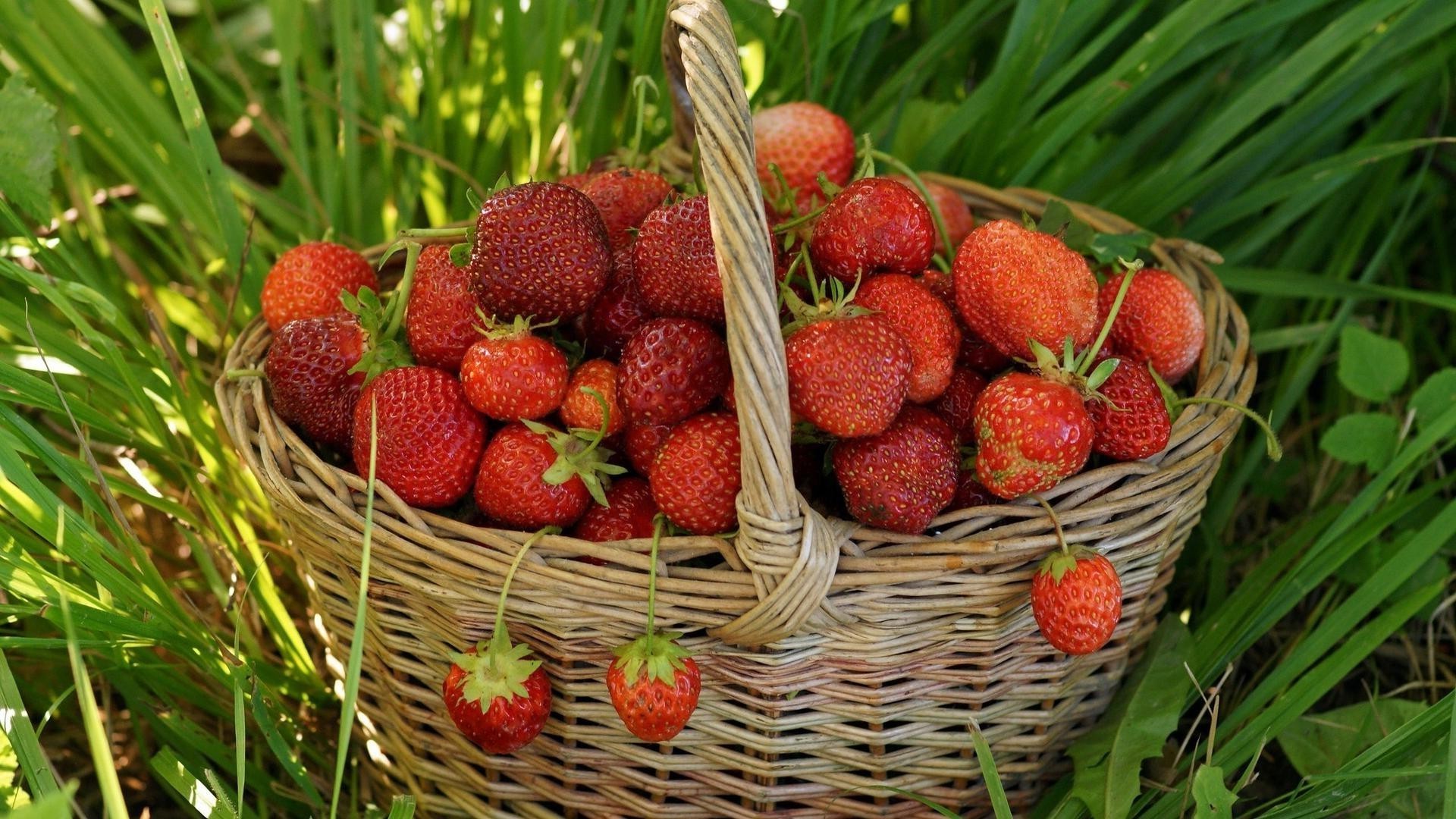 berries food fruit basket healthy juicy berry pasture garden summer leaf strawberry nature close-up freshness delicious diet confection health tasty