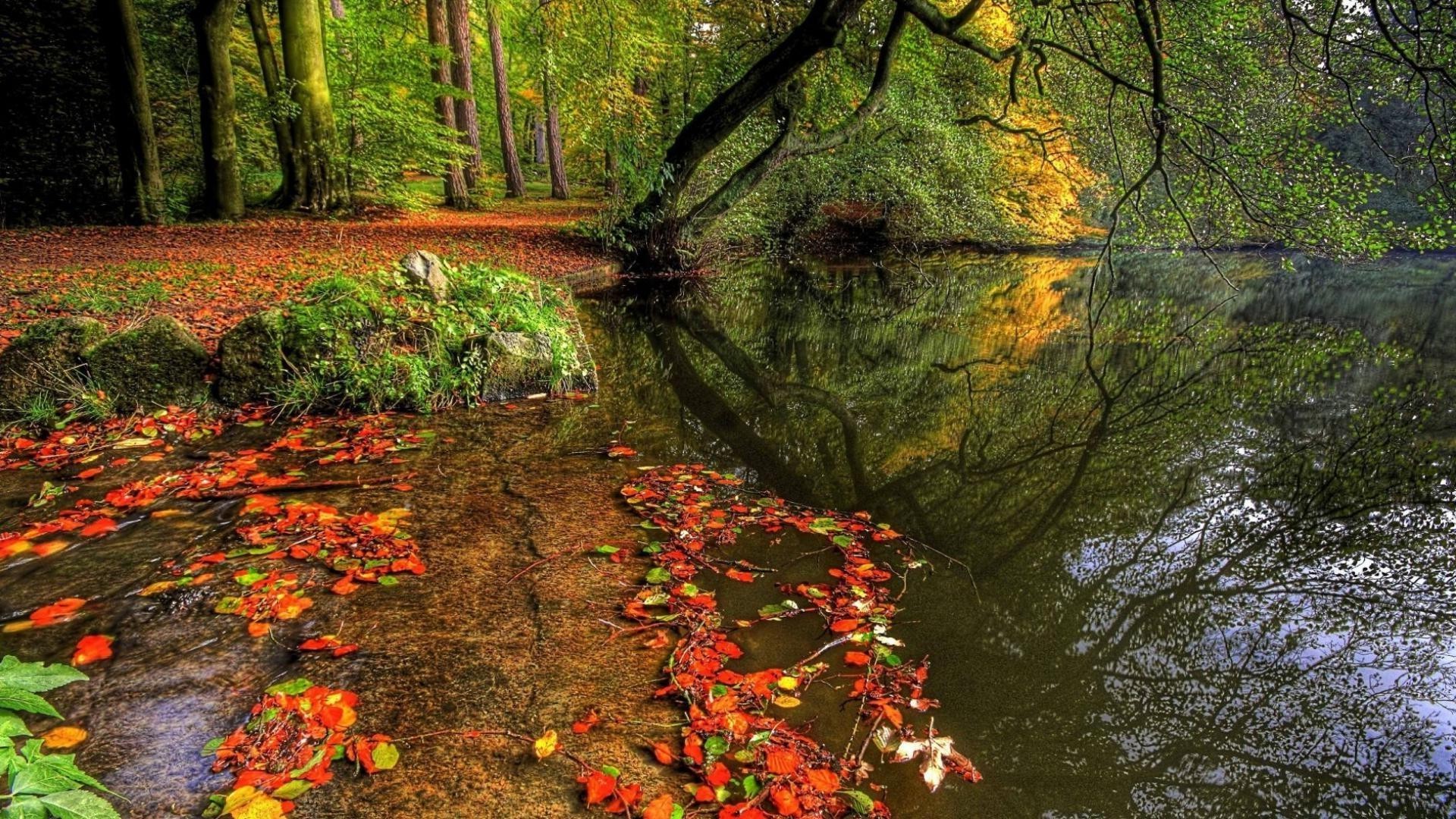 las jesień liść drzewo drewno klonowe natura park krajobraz na zewnątrz bujny sezon