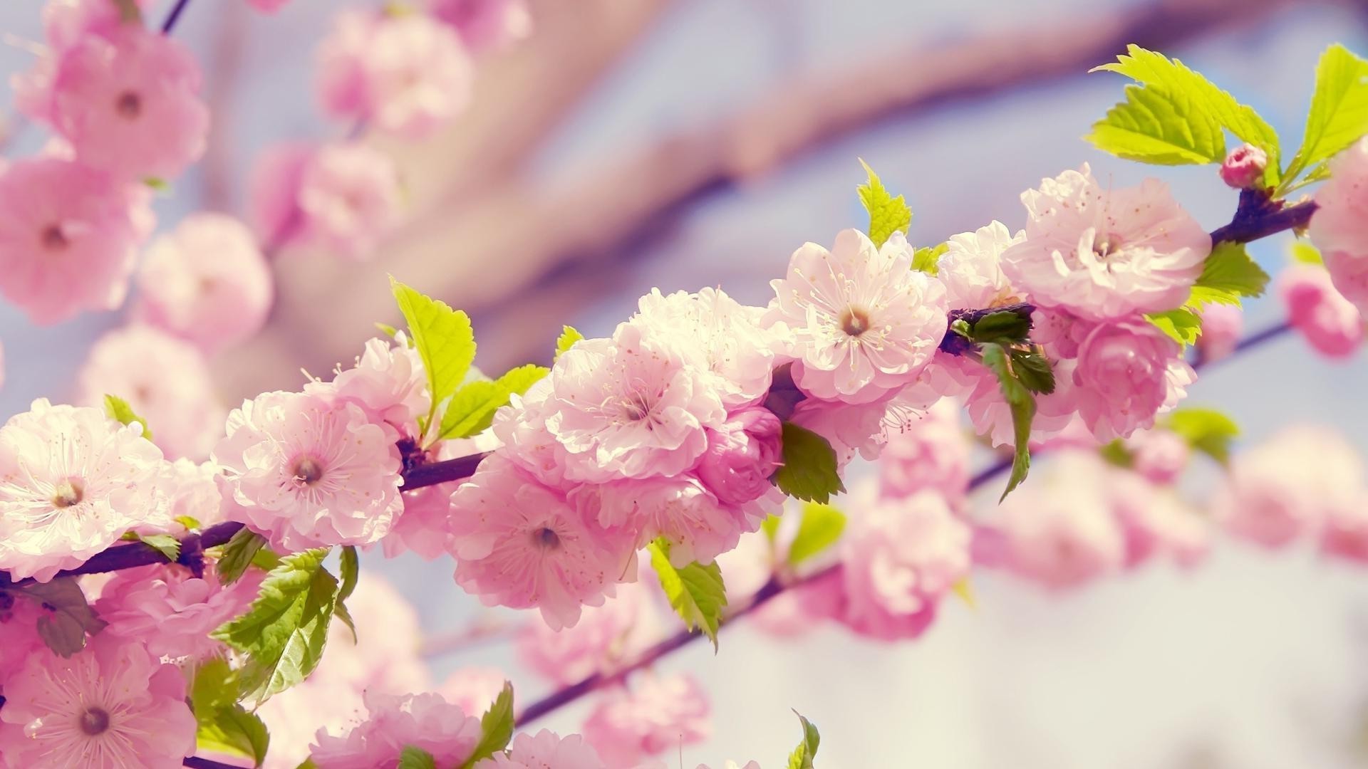 the flowers on the trees flower nature flora garden floral petal cherry leaf blooming branch summer tree season color close-up beautiful easter bud growth