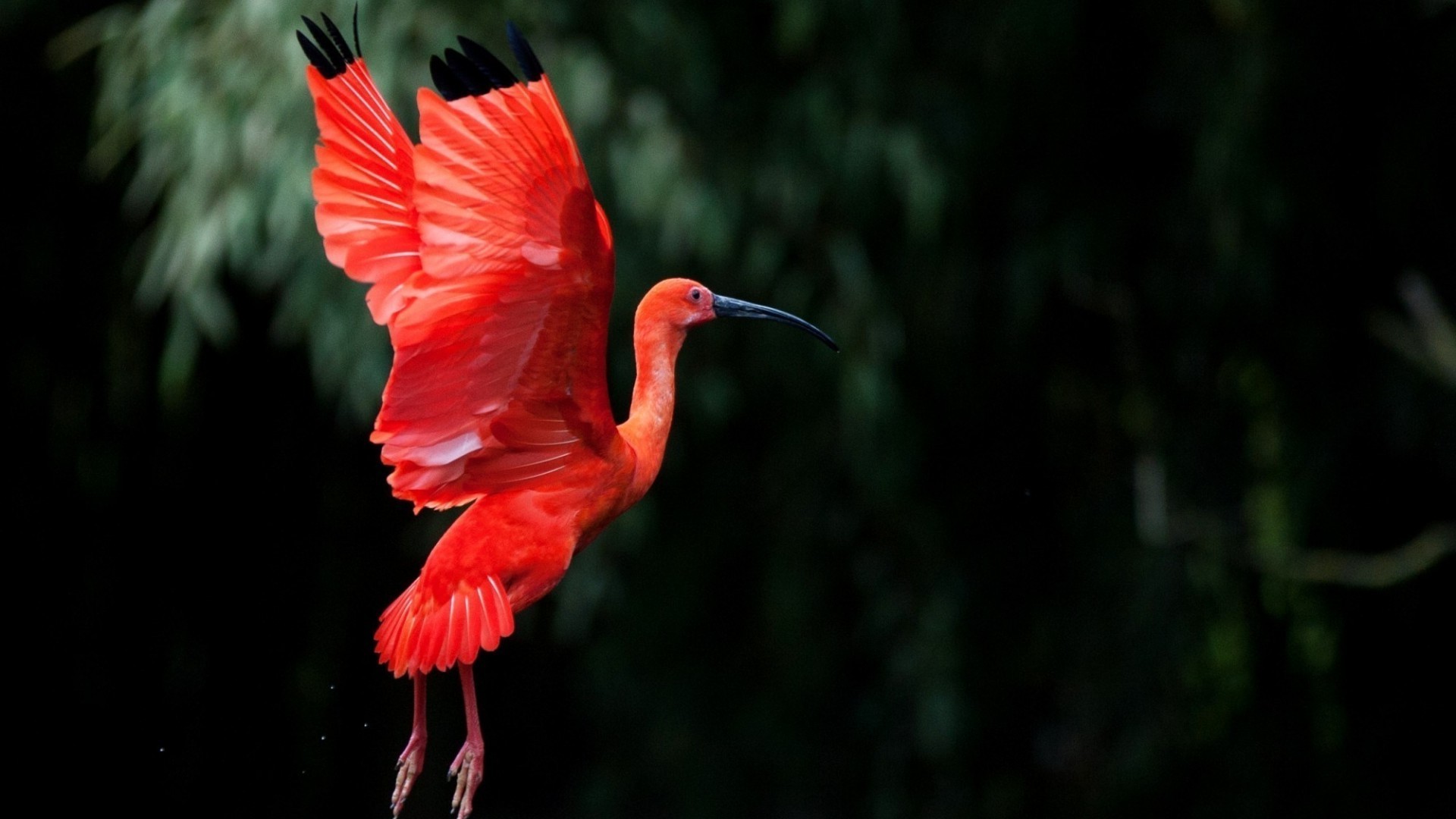 animales aves vida silvestre naturaleza al aire libre tropical pluma salvaje exótico