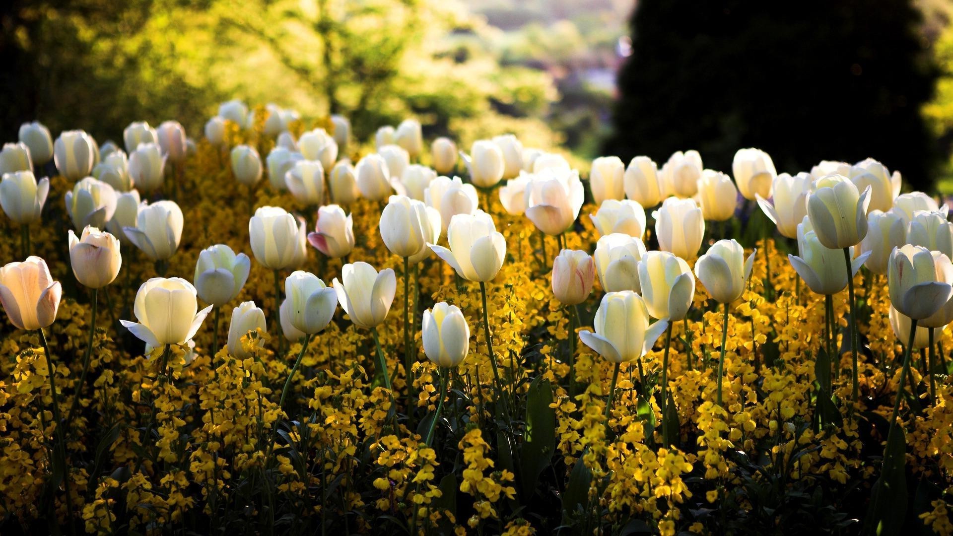 tulipany natura kwiat flora jasny ogród liść sezon lato pole wzrost kolor tulipan odkryty bluming płatek kwiatowy park