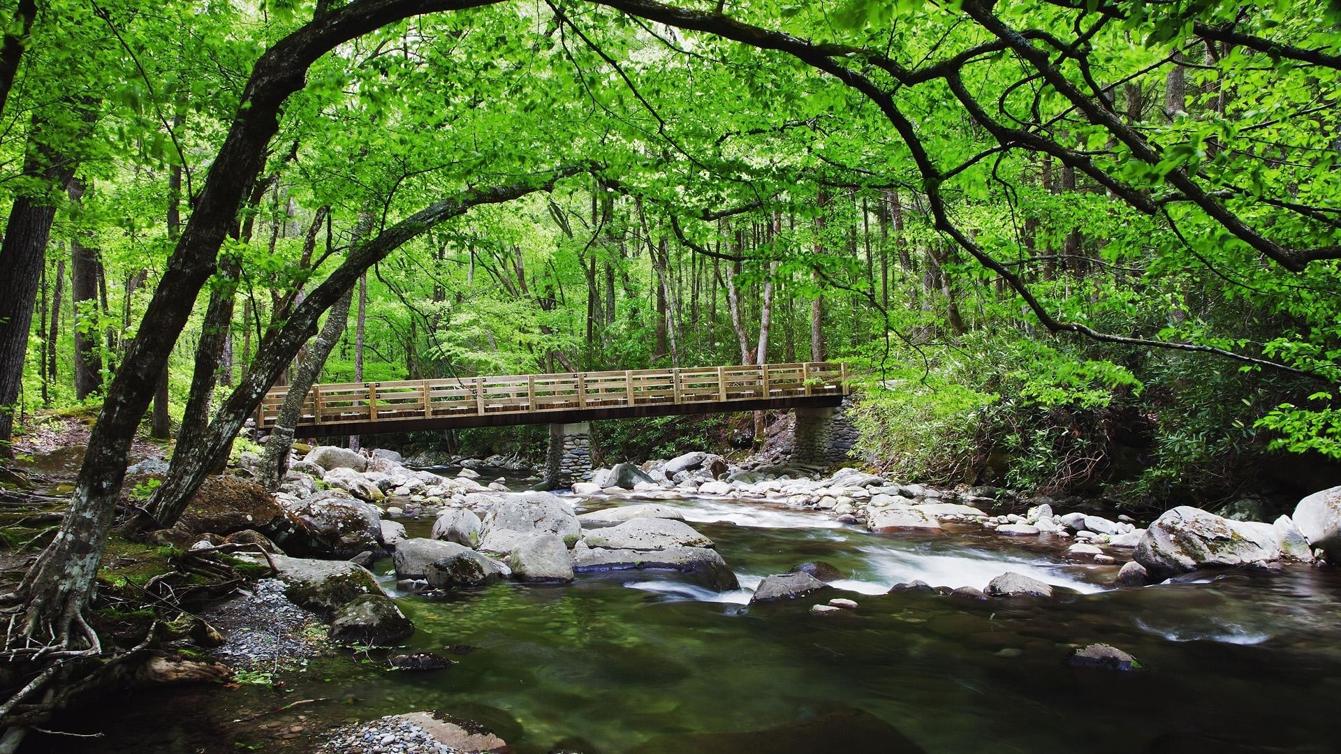 ağaçlar su ahşap doğa manzara nehir yaprak ağaç akış çevre park yosun seyahat yaz açık havada dere vahşi doğal taş flora