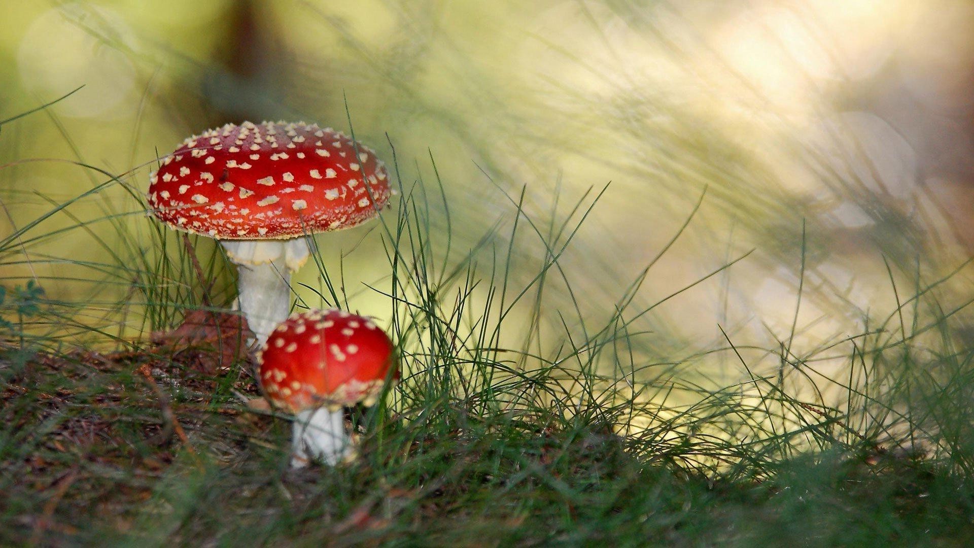 pilze pilz gras pilz natur herbst fliegenpilze im freien wild saison essen gift wachstum holz flora deckel sommer blatt farbe