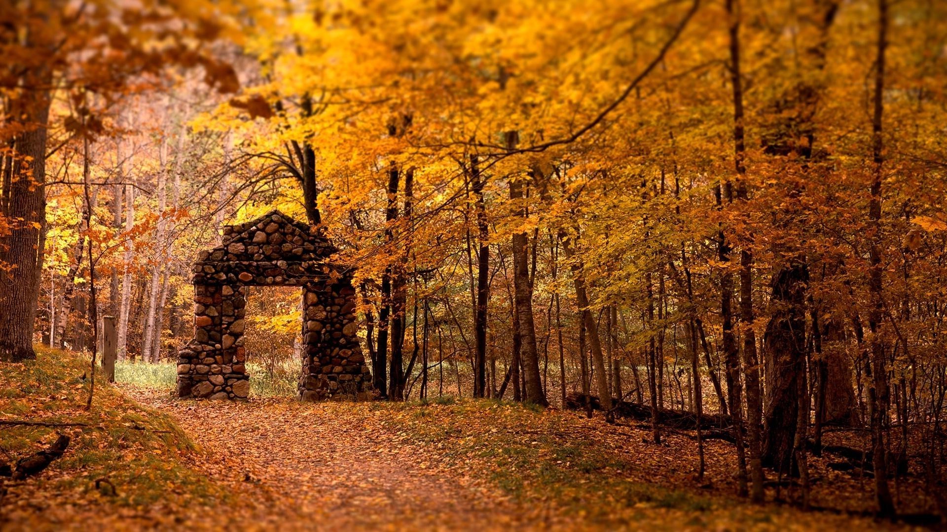 otoño otoño madera árbol hoja paisaje parque temporada naturaleza escénico oro al aire libre guía arce buen tiempo amanecer carretera rama luz campo