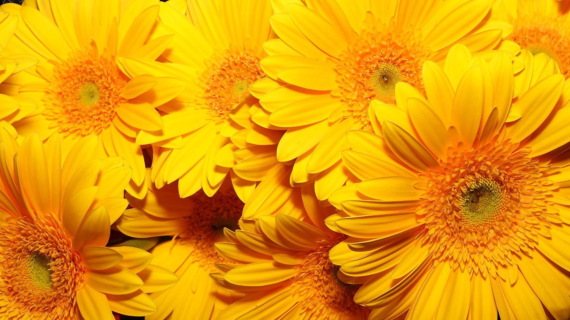 close-up fiore flora floreale petalo natura gerbera luminoso colore estate fioritura bella giardino foglia testa