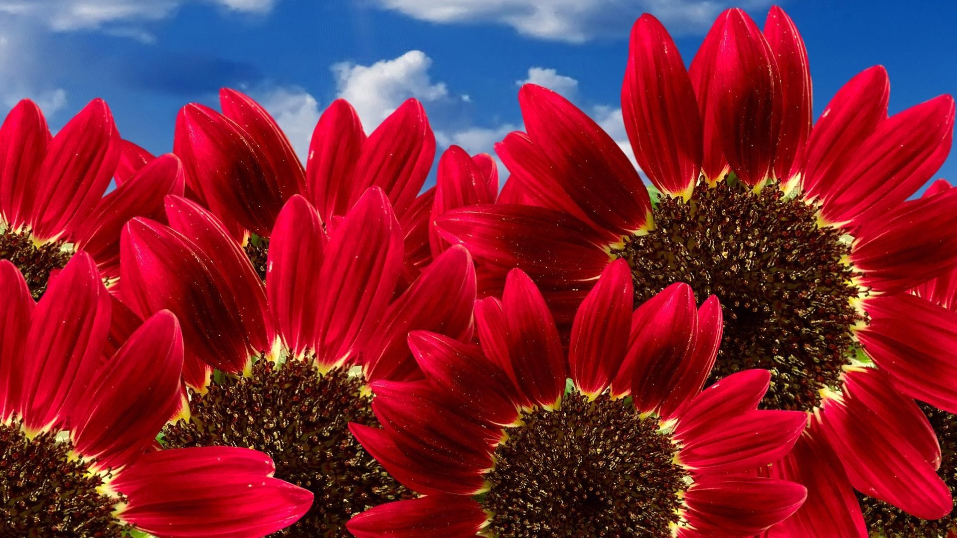 flowers flower nature flora summer floral petal beautiful bright color garden blooming growth close-up leaf sunflower botanical season