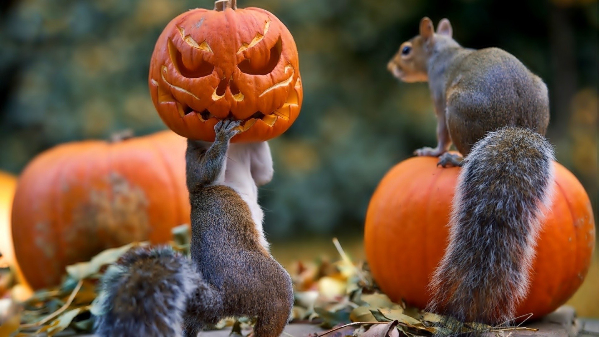 halloween mammifère écrou écureuil automne rongeur alimentaire nature à l extérieur la faune unique mignon bois peu bois