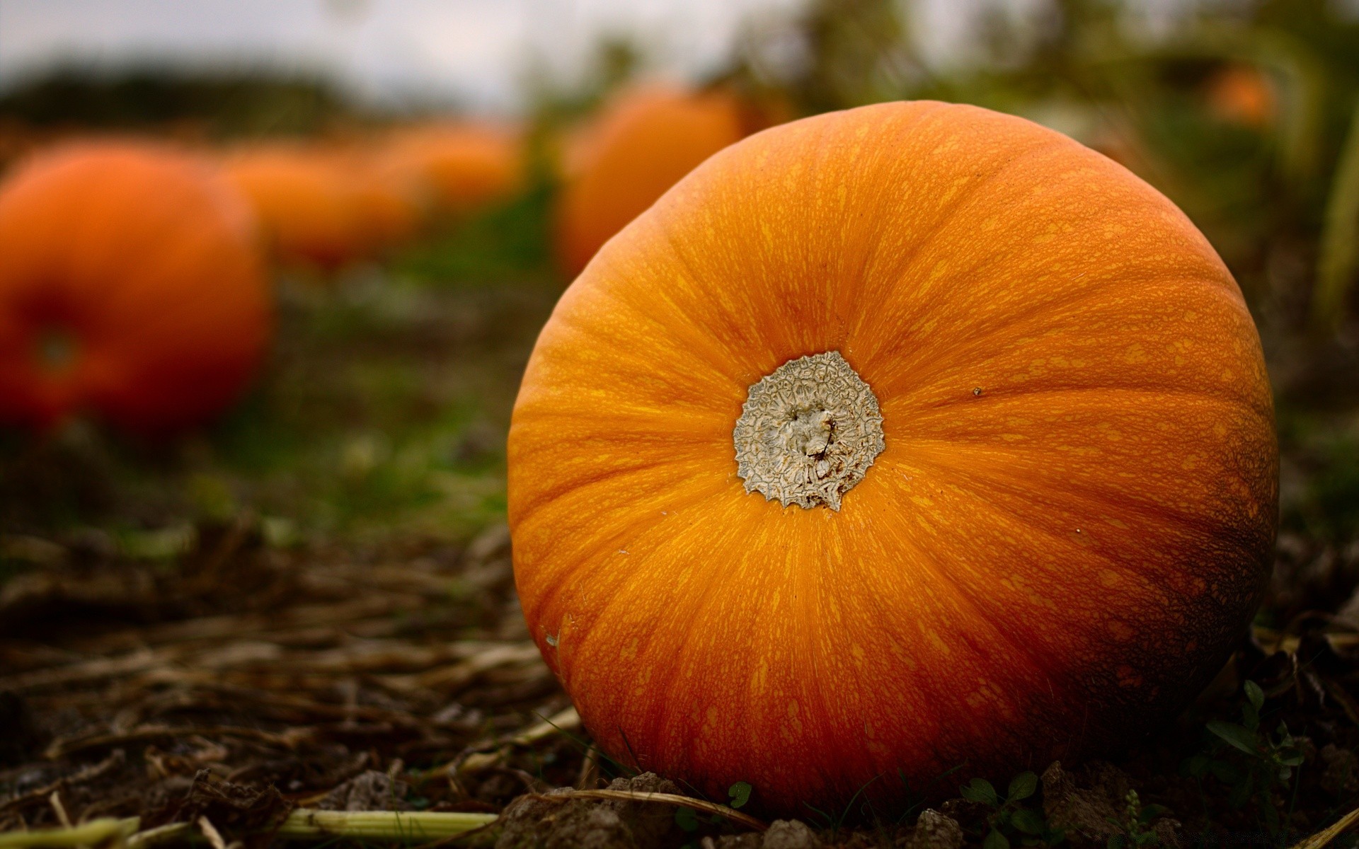 halloween fall pumpkin nature thanksgiving pasture food grow fruit outdoors leaf season color garden vegetable