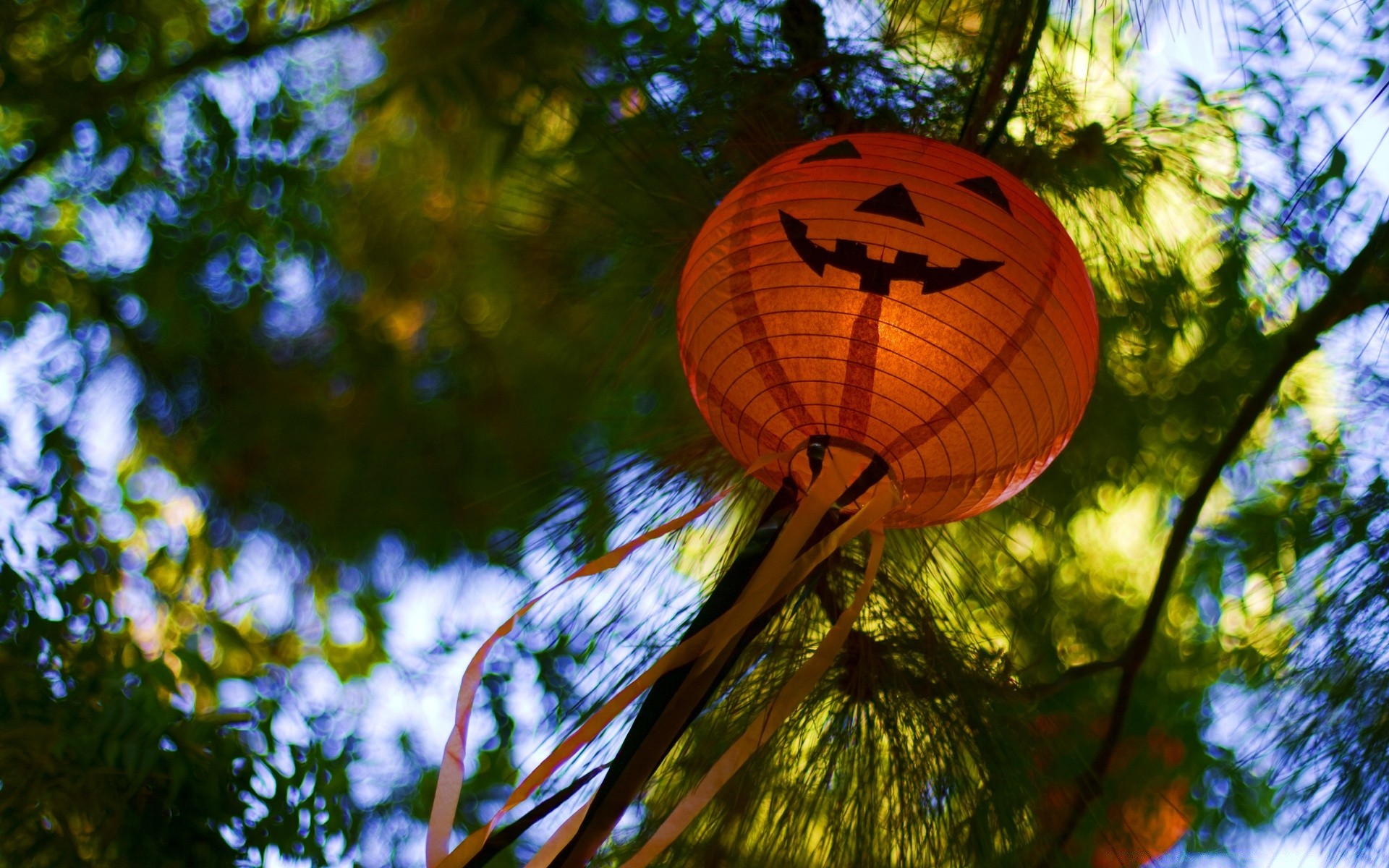 halloween arbre bois nature à l extérieur feuille couleur