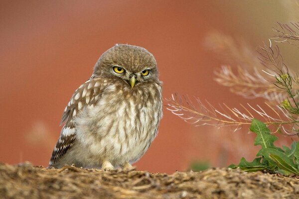 Im Freien ein Vogel aus der Wildnis