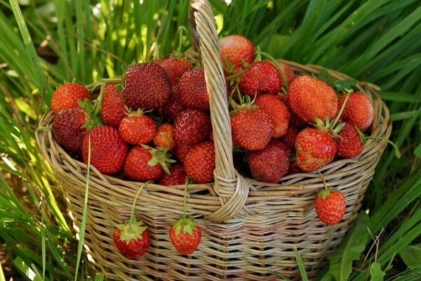 Korb mit reifen roten Erdbeeren